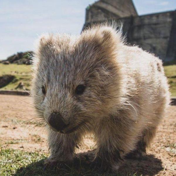 Erstwilder - The Wondrous Wombat Brooch (Pete Cromer) (2021) - 20th Century Artifacts