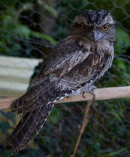 Erstwilder - Thorny Tawny Frogmouth Owl Brooch (2015) - 20th Century Artifacts