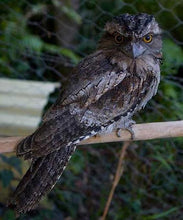 Load image into Gallery viewer, Erstwilder - Thorny Tawny Frogmouth Owl Brooch (2015) - 20th Century Artifacts