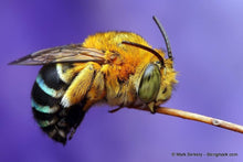 Load image into Gallery viewer, Erstwilder - To Bee or Not to Bee Blue Banded Bee Brooch (2020) - 20th Century Artifacts