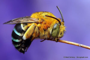Erstwilder - To Bee or Not to Bee Blue Banded Bee Brooch (2020) - 20th Century Artifacts