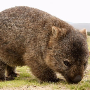Erstwilder - Wary Warri Wombat Brooch (2017) - 20th Century Artifacts