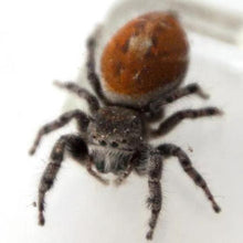 Load image into Gallery viewer, Erstwilder - Web Spinning Wonder Spider Brooch (2020) - 20th Century Artifacts