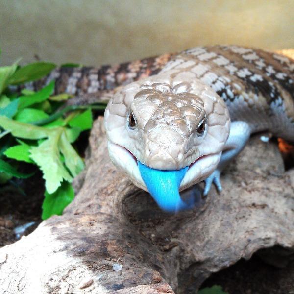 Erstwilder Western Blue Blue Tongued Lizard Brooch 2016 20th