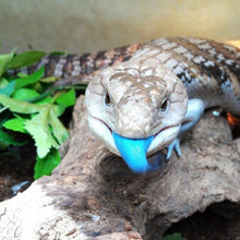 Load image into Gallery viewer, Erstwilder - Western Blue Blue-Tongued Lizard Brooch (2016) - 20th Century Artifacts