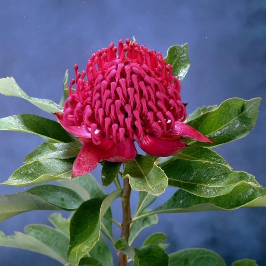 Souvenir Spoon - Waratah Australia - 20th Century Artifacts